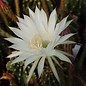 Echinopsis-Hybr. Passo CM 46 Avatar