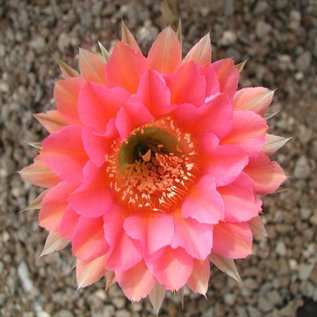 Echinopsis-Hybr. Pink Paramount  PA 004