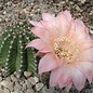 Echinopsis-Hybr. Rio  Rheingold 293