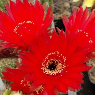 Echinopsis-Hybr. Rubin x F. Wessner