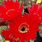 Echinopsis-Hybr. Rubin x F. Wessner