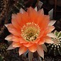 Echinopsis-Hybr. `Passo CM 56 Satya`