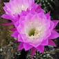 Echinopsis-Hybr. Santa x Fric