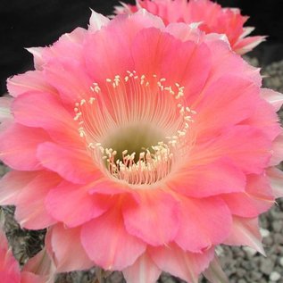 Echinopsis-Hybr. Volker  Rheingold 253