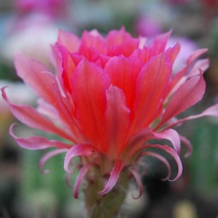 Echinopsis-Hybr. X Amblayensis