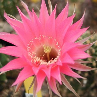 Echinopsis-Hybr. Xanten  Rheingold 252