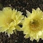 Echinopsis-Hybr. Yellow Monarch