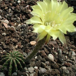Echinopsis-Hybr. Yellow Paramount  PA 003