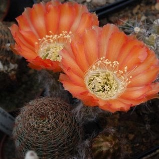 Echinopsis-Hybr. Yto