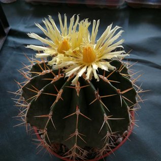 Ferocactus schwarzii