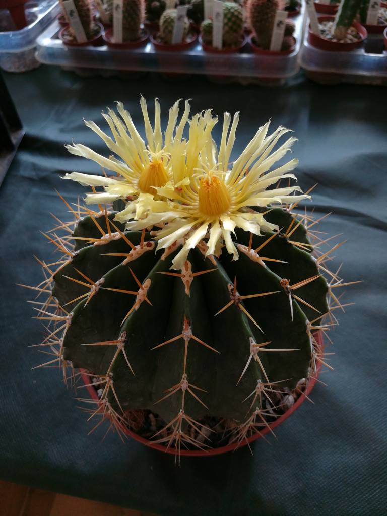 Ferocactus schwarzii Uhlig Kakteen Über 5000 verschiedene Arten