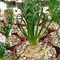 Albuca spiralis cv. Frizzle Sfrigolio