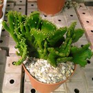 Euphorbia alluaudii  cristata