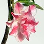 Adenium obesum Strawberry Cream   gepfr.