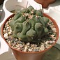 Thelocactus rinconensis aff. T 181