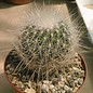 Thelocactus macdowellii   (Echinomastus macdowellii)