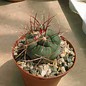 Thelocactus hexaedrophorus Haas 275