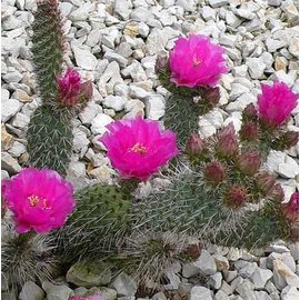 Opuntia polyacantha cv. rufispina  Gunlock, Utah, USA    (dw)