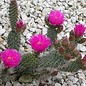 Opuntia polyacantha cv. rufispina  Gunlock, Utah, USA    (dw)