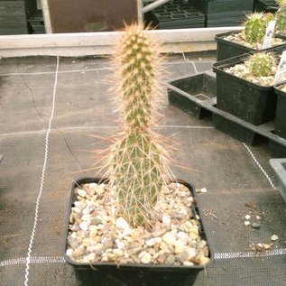 Opuntia polyacantha cv. rufispina  Gunlock, Utah, USA    (dw)