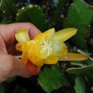 Epiphyllum-Hybr. Andromeda