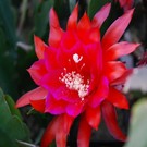 Epiphyllum-Hybr. Die Rote Pulheim