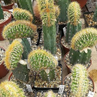 Pilosocereus spec. 1    gepfr. cristata