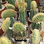 Pilosocereus spec. 1    gepfr. cristata