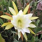 Epiphyllum-Hybr. Marie Josephine