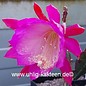 Epiphyllum-Hybr. Punch Bowl