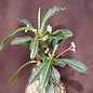 Euphorbia lophogona