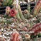 Huernia procumbens