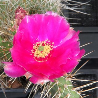 Opuntia hystricina cv. Heide      (dw)