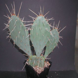 Opuntia pottsii  DJF 1447 Sud ouest dAlbuquerque, Bernalillo County, New Mexico, 1619 m       (dw)