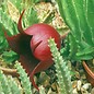 Stapelia leendertziae