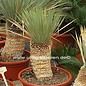 Yucca rostrata Stamm 20-40 cm