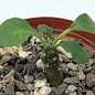 Dorstenia foetida f. verde