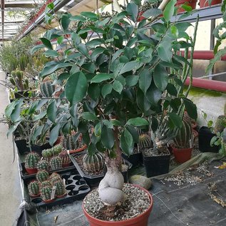 Ficus Panda