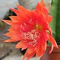 Epiphyllum-Hybr. Geisha Girl