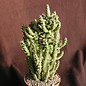 Austrocylindropuntia subulata  minima