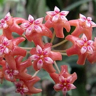 Hoya benvergarai