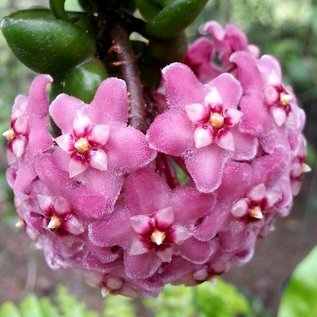 Hoya carnosa  compacta -Krinkle Kurl- II cv. Dark Pink Flower