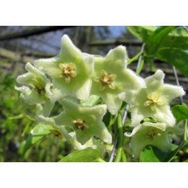 Hoya chloranthae