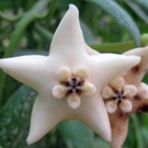 Hoya coronaria  cv. Big White Flower