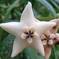 Hoya coronaria cv. Big White Flower