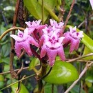 Hoya darwinii  cv. Pink Flower
