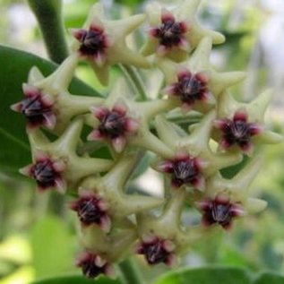 Hoya densifolia  cv. Dark flower