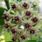 Hoya densifolia  cv. Dark flower