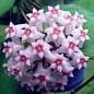 Hoya dolichosparte   cv. Pink Flower