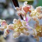 Hoya erythrina